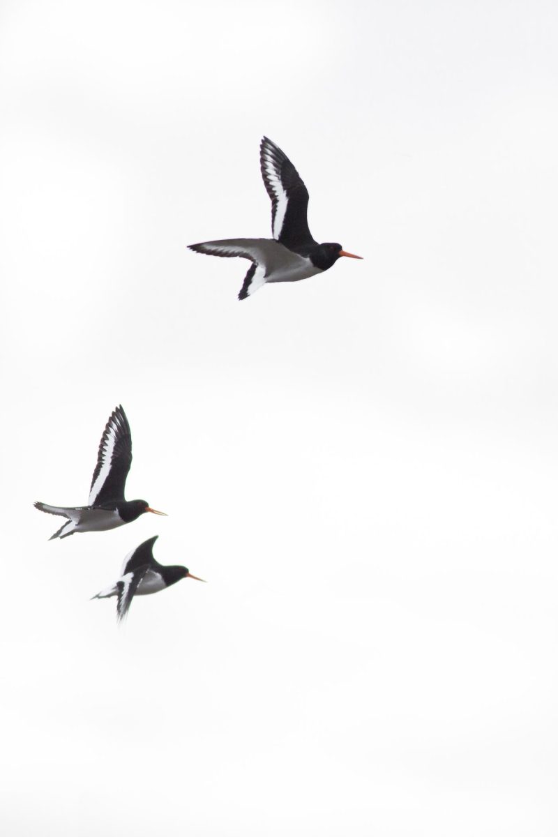 carole reboul oiseau blanc vol