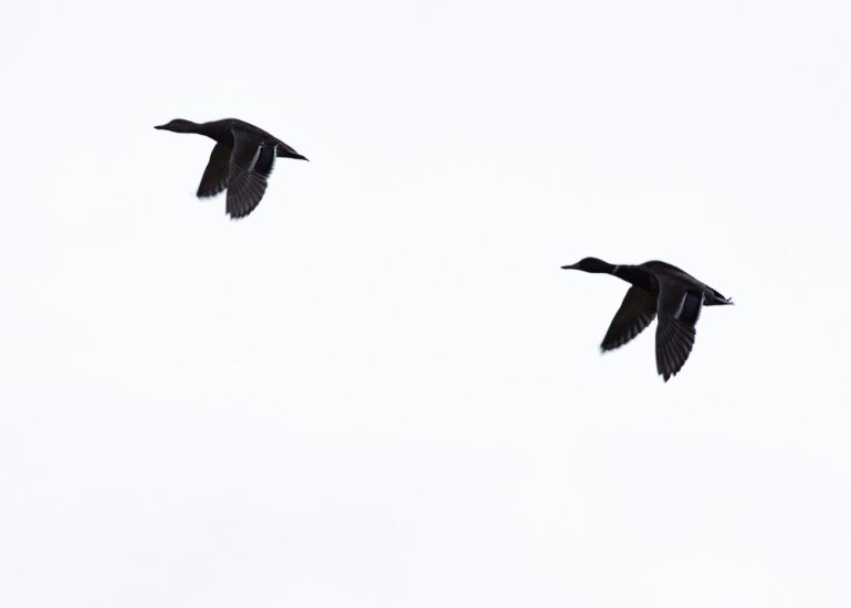 carole reboul oiseau blanc vol