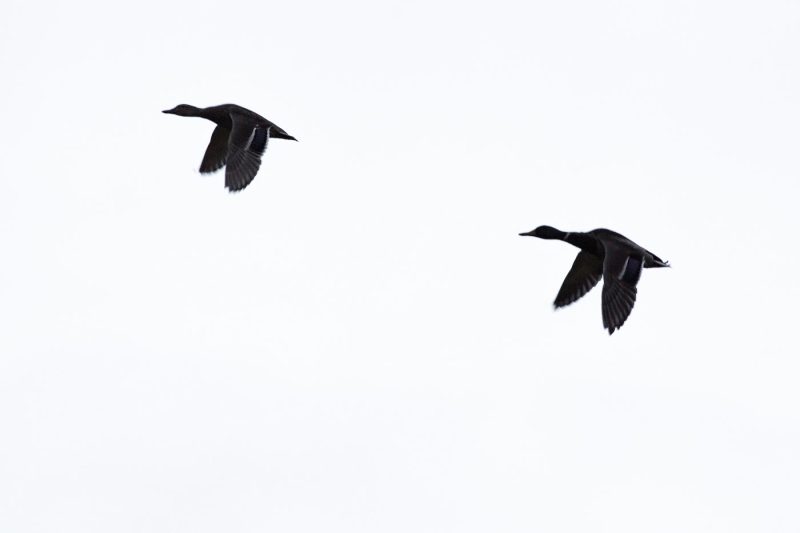 carole reboul oiseau blanc vol