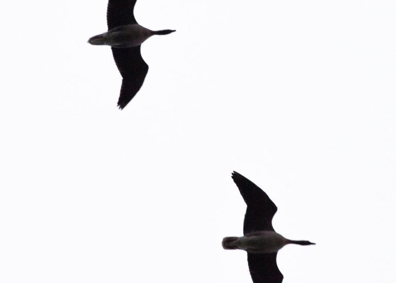 carole reboul oiseau blanc vol