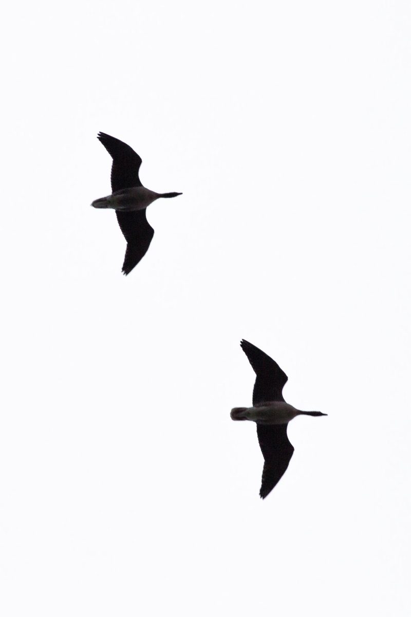 carole reboul oiseau blanc vol