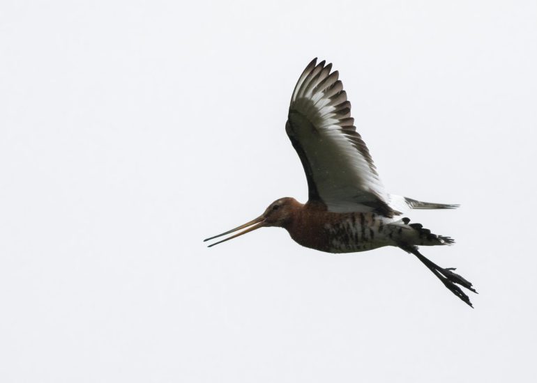 carole reboul oiseau blanc vol