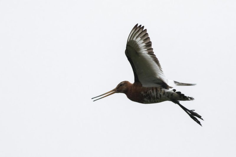 carole reboul oiseau blanc vol