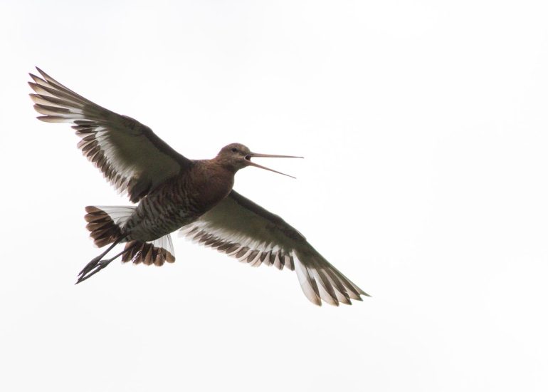 carole reboul oiseau blanc vol