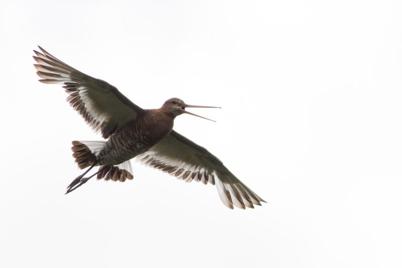 carole reboul oiseau blanc vol