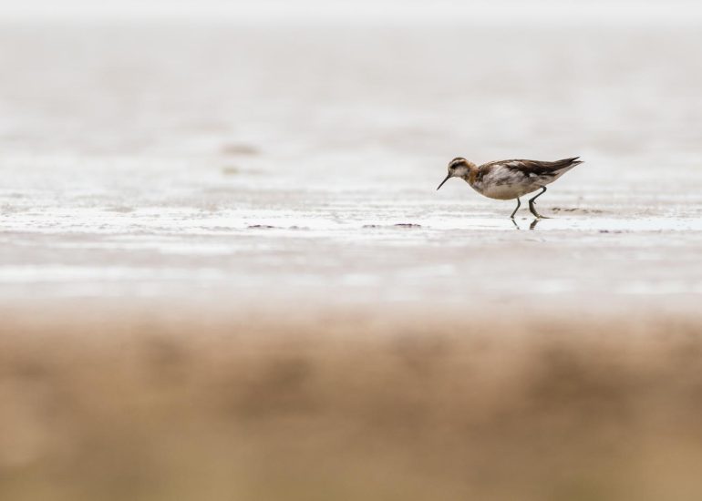 carole reboul oiseau islande