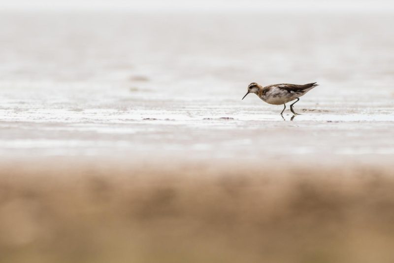 carole reboul oiseau islande
