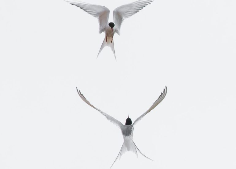 carole reboul oiseau blanc vol