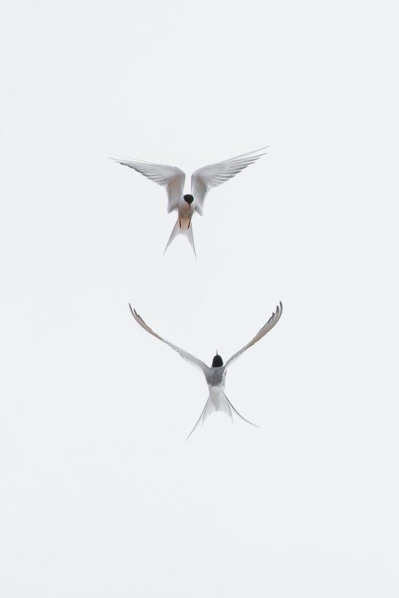 carole reboul oiseau blanc vol