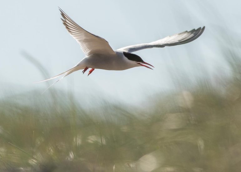 carole reboul oiseau blanc vol