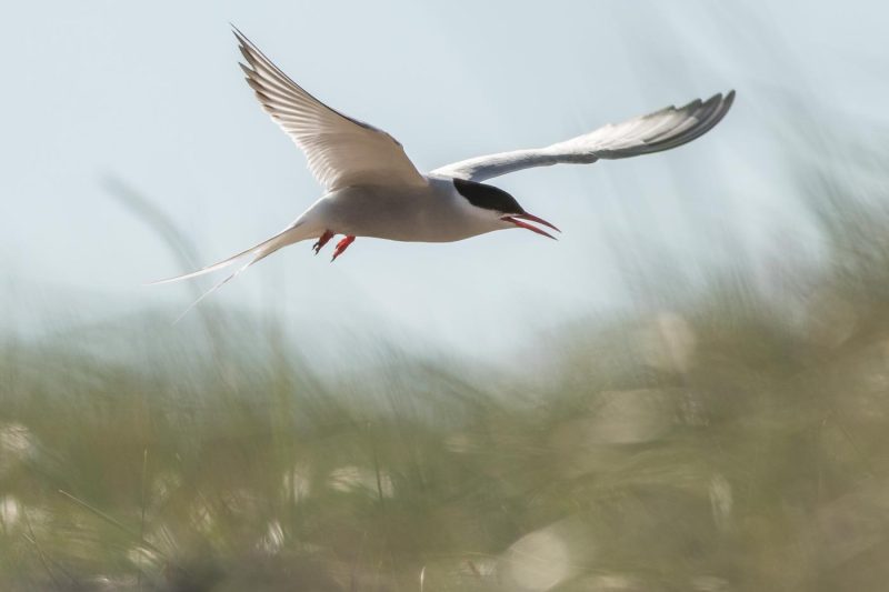 carole reboul oiseau blanc vol