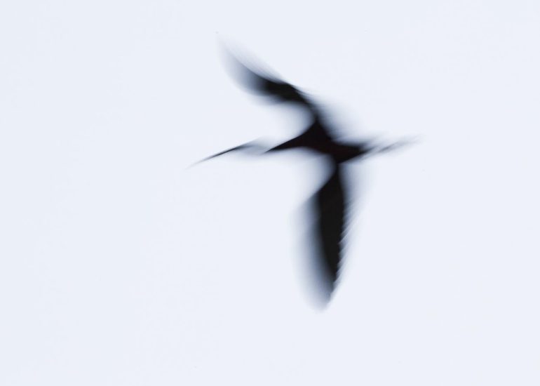 carole reboul oiseau blanc vol