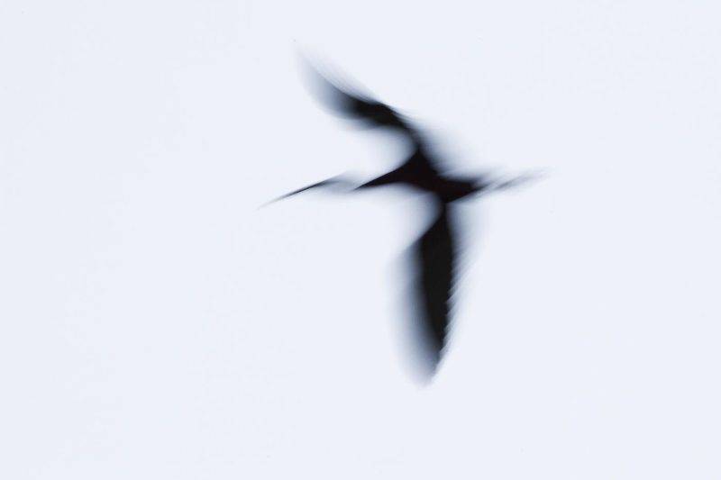 carole reboul oiseau blanc vol