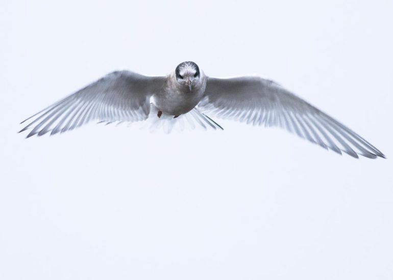 carole reboul oiseau blanc vol