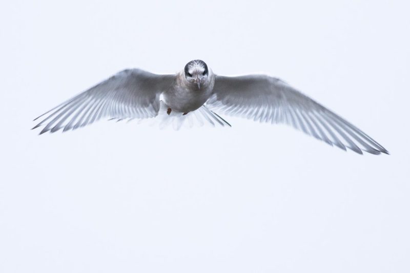 carole reboul oiseau blanc vol