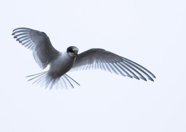 carole reboul oiseau blanc vol