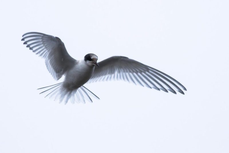 carole reboul oiseau blanc vol