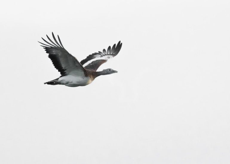 carole reboul oiseau blanc vol