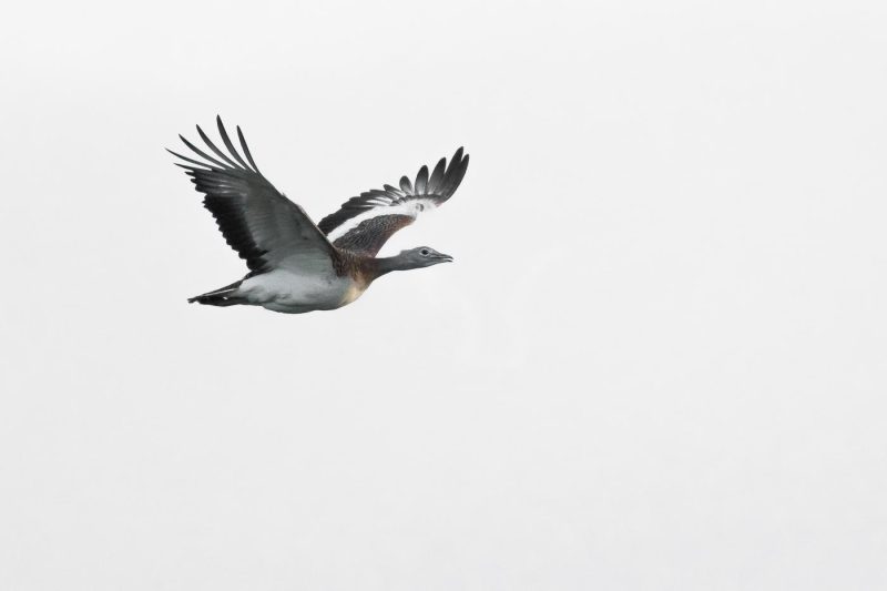 carole reboul oiseau blanc vol
