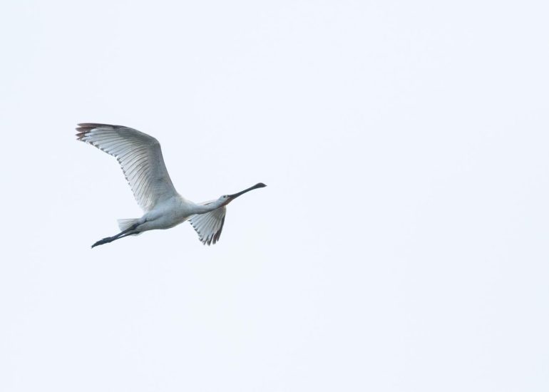 carole reboul oiseau blanc vol