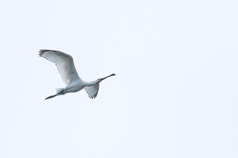 carole reboul oiseau blanc vol