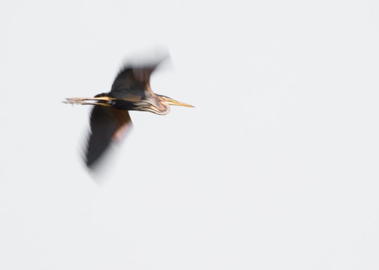 carole reboul oiseau blanc vol