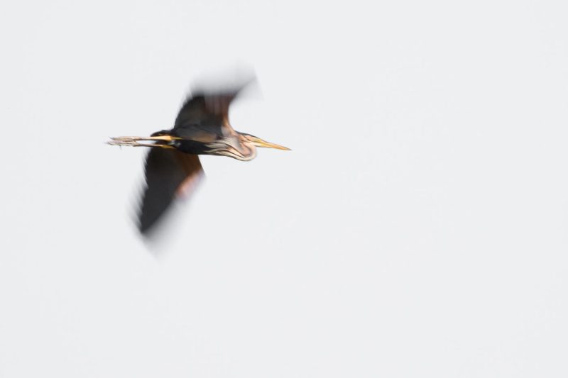 carole reboul oiseau blanc vol