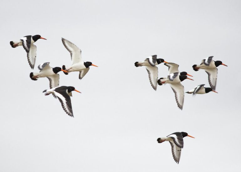 carole reboul oiseau blanc vol