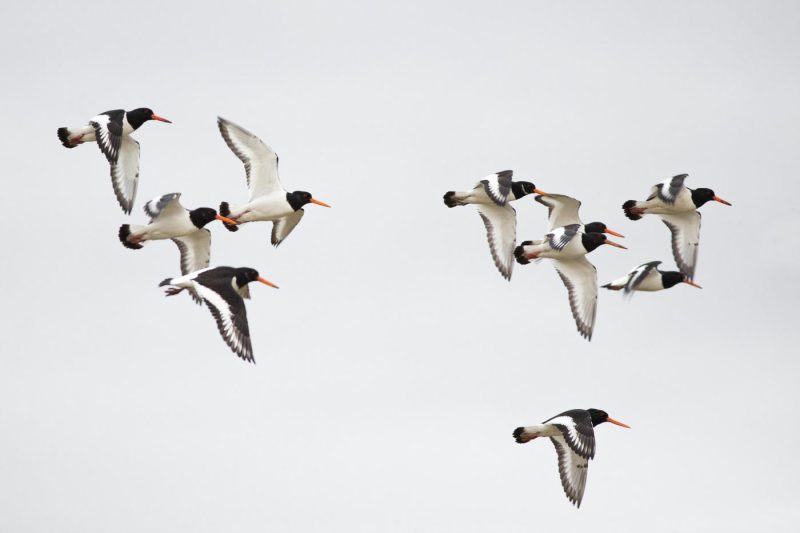 carole reboul oiseau blanc vol