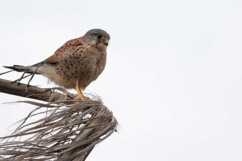 carole reboul oiseau rapace